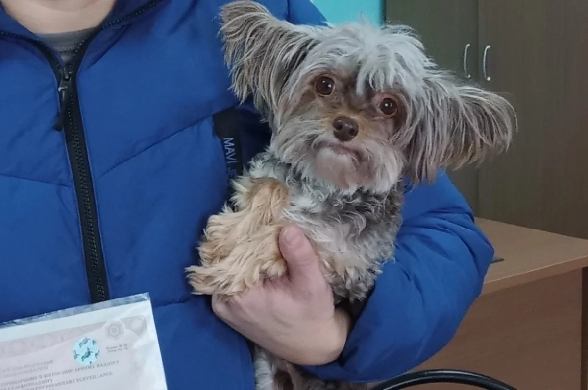Кемеровчане полетели в Турцию и взяли с собой китайскую хохлатую собаку