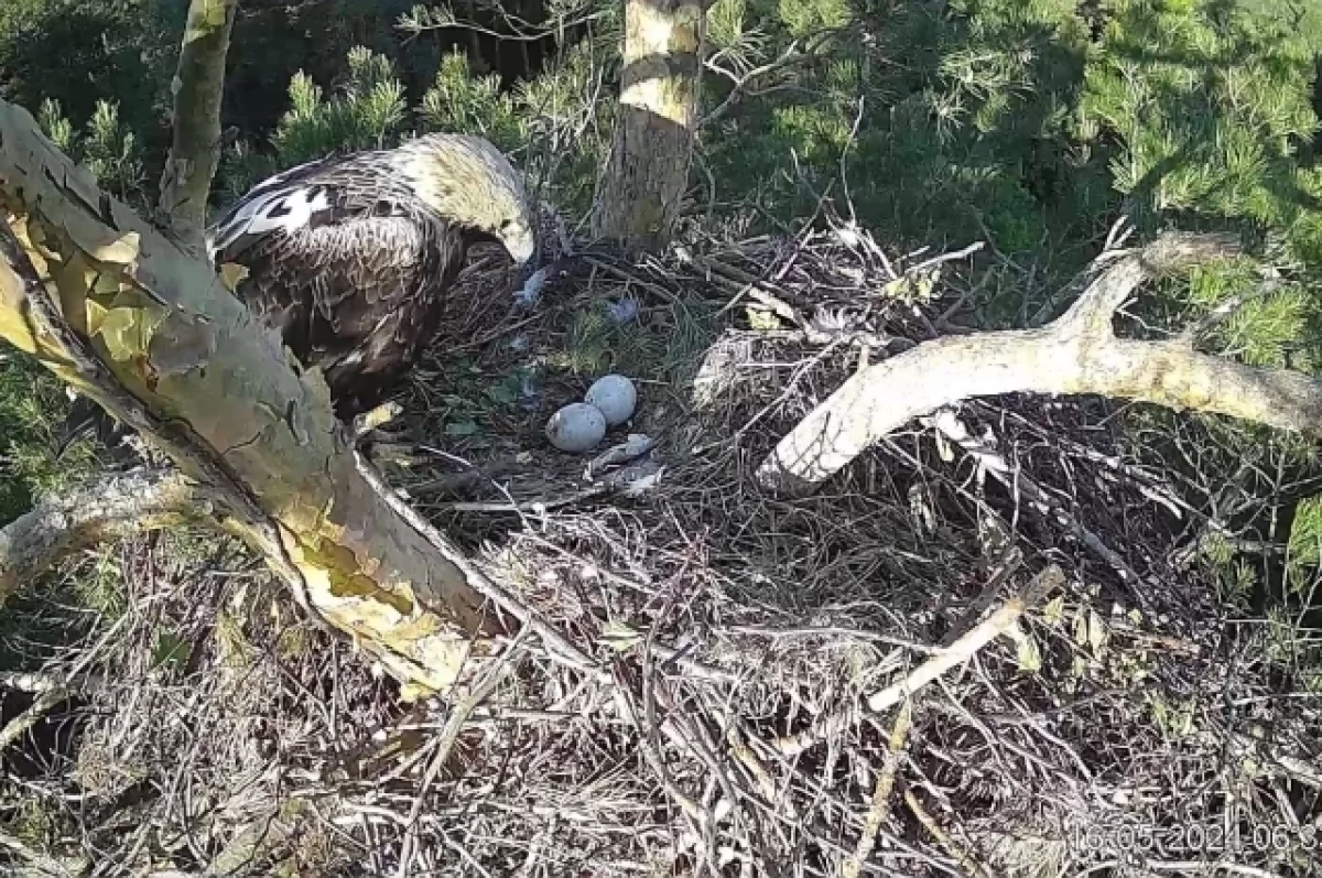В Ульяновской области проведут перепись крупных хищных птиц