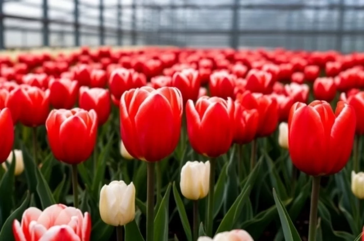 В Алапаевском районе вырастили два миллиона тюльпанов