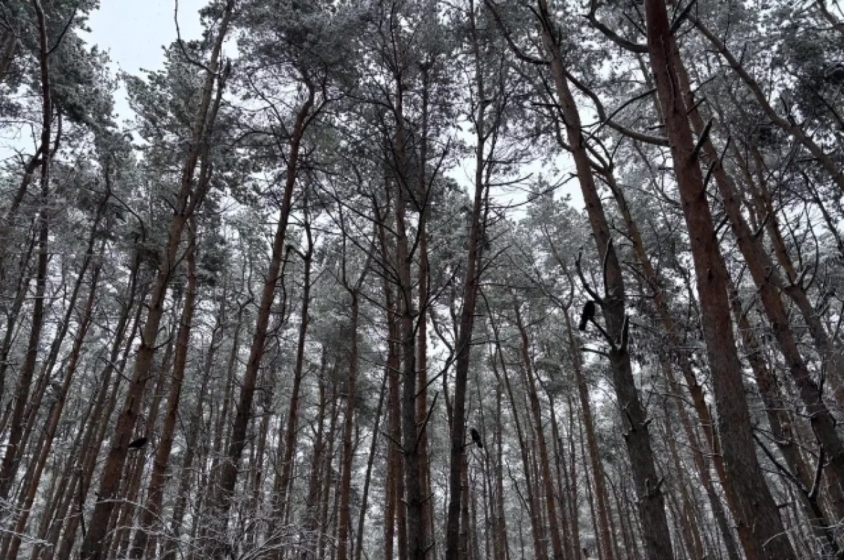 Министерство лесного хозяйства Мордовии планирует восстановление лесов