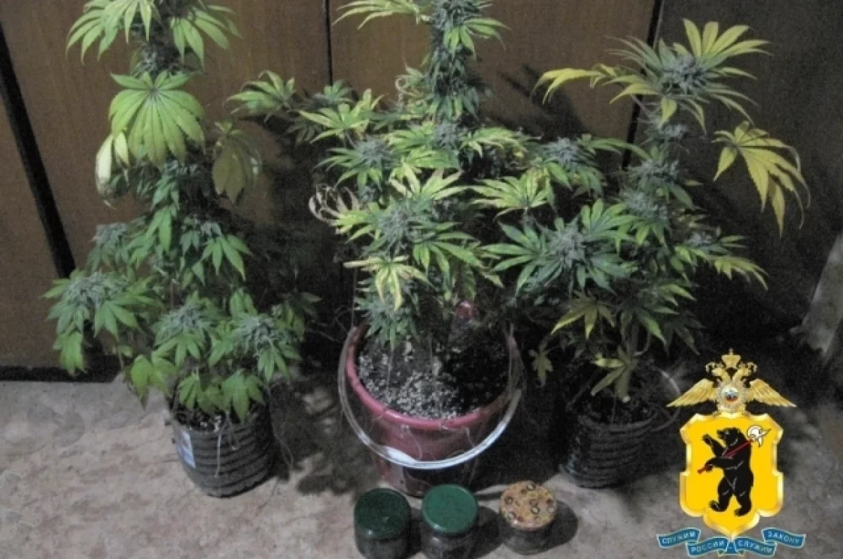 235 тысяч за сокрытие конопли: в Рыбинске раскрыта попытка взятки полиции