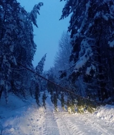 В Рязани снегопадов не выдержали даже деревья.
