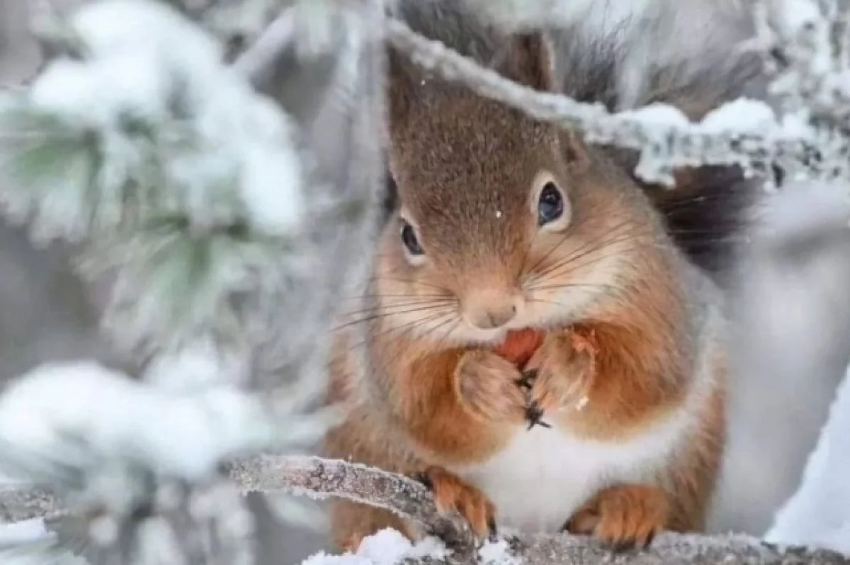 Без осадков, с пронизывающим ветром: погода 20 февраля в Хабаровском крае