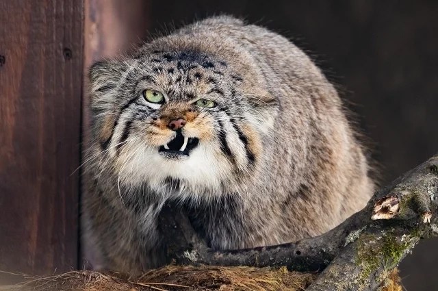 Манул Борис этой весной невероятно активен 