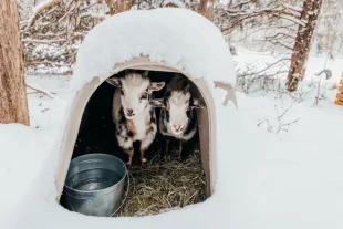 К концу первого месяца козлята заметно крепнут.