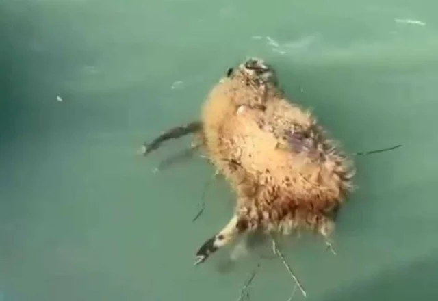 Комментаторы до сих пор спорят, предполагая, как бедное животное оказалось в воде без шанса на спасение.