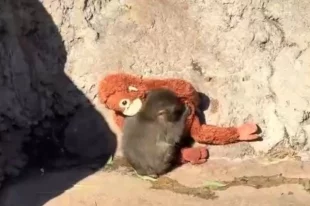 Продажи плюшевых орангутанов выросли после истории обезьянки Панча