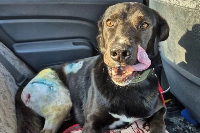 Лорду назначили большое количество препаратов