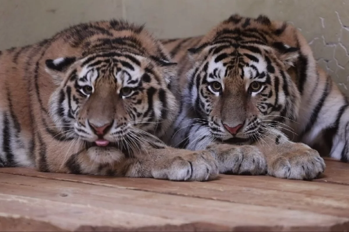 Стала известна судьба двух тигрят, спасённых в Хабаровском крае