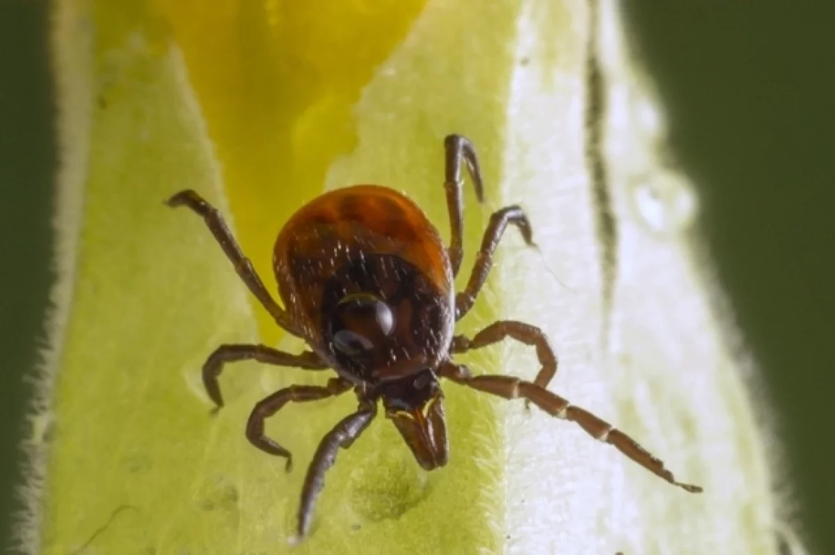 Томский Роспотребнадзор предупреждает о раннем начале сезона клещей