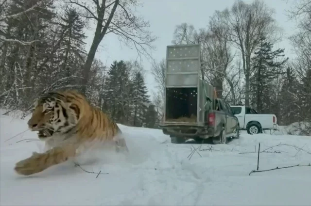 Приморцы задаются вопросом - а сколько тигров может вместить регион?