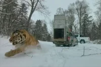 Приморцы задаются вопросом - а сколько тигров может вместить регион?