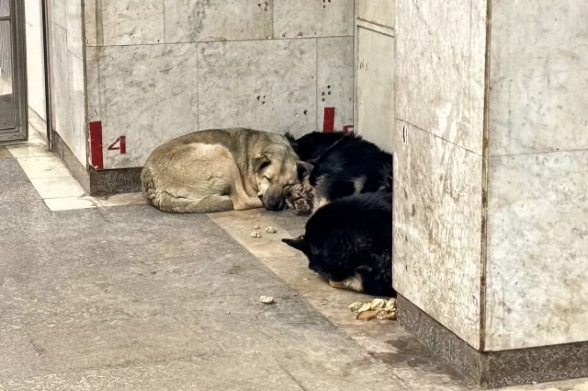 Полиция ищет мужчину, который отстреливает бродячих собак в Кимрах