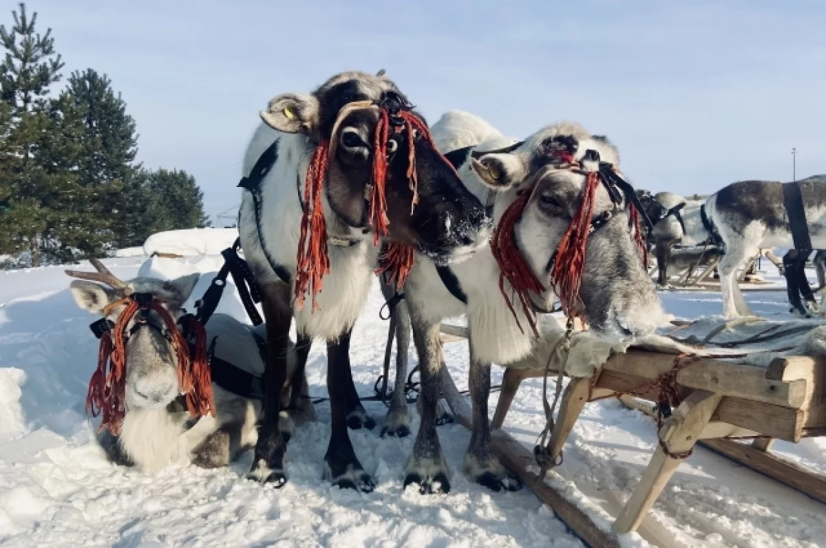 В Казыме прошла юбилейная 85-я Олимпиада оленеводов