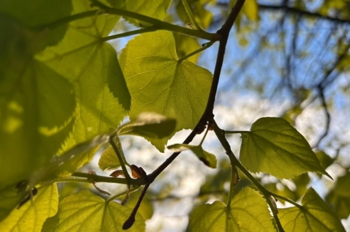 Синоптики разделились во мнениях о приходе весны в Тверской области