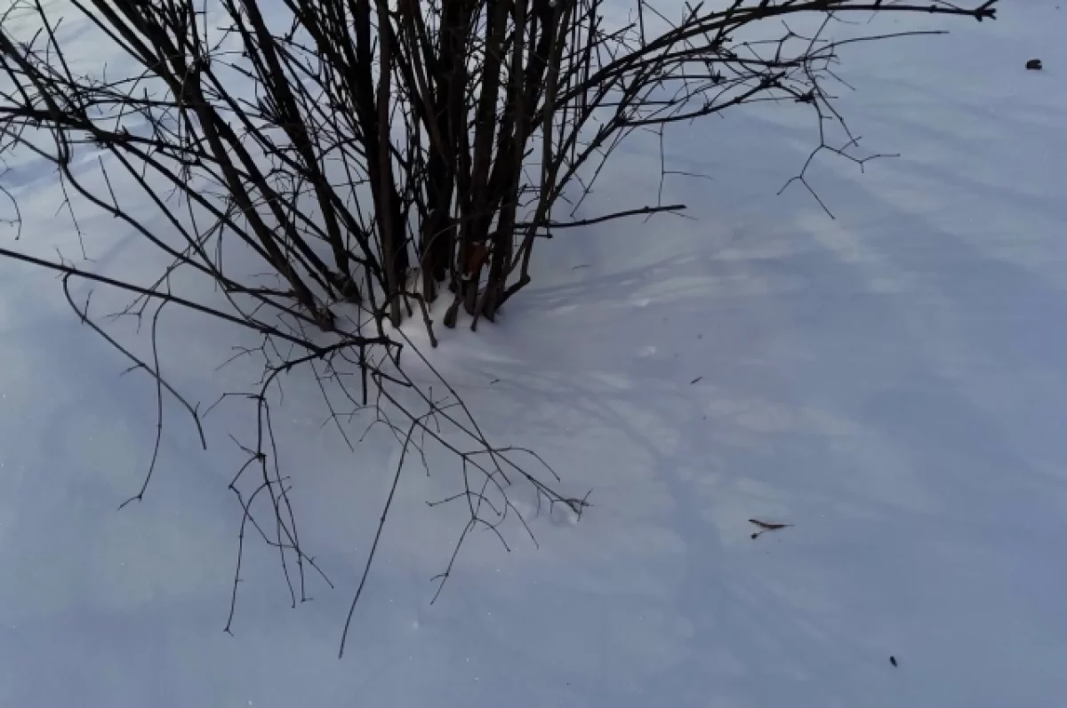 Стал известен прогноз погоды в Марий Эл на 23 февраля