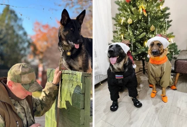 Багире важно всё время знать, где находится её учитель. На фото справа две подружки Багира и Зима.