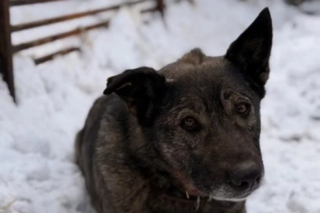 Додобоня находится приюте и проходит адаптацию