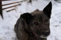 Додобоня находится приюте и проходит адаптацию