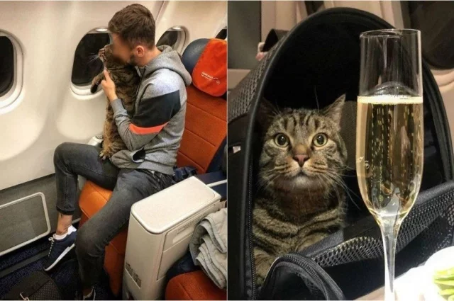 Кот Виктор один из первых среди сородичей смог поставить бизнесменов на место и даже подчинить своему весу