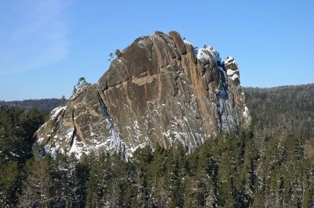 Некоторые виды насекомых могут нанести серьёзный ущерб лесу. 