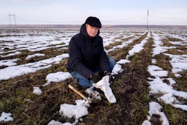Препараты для защиты озимых от грызунов на Ставрополье закупают за счёт бюджета.