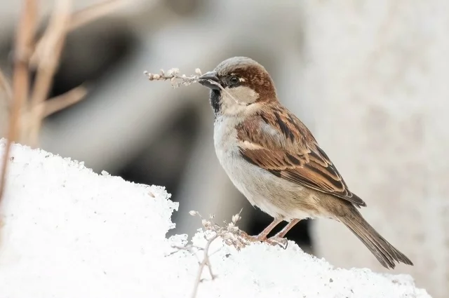 О сокращении воробьёв заговорили шесть лет назад