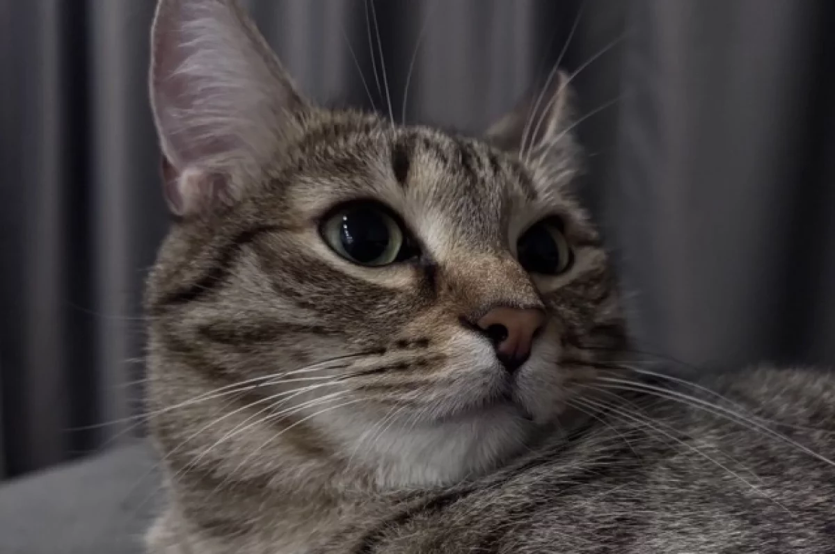 В РТ задержали водителя грузовика, подозреваемого в жестоком убийстве кота