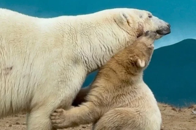 Мила и Парма любят обниматься