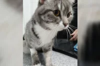 Кот пережил стирку