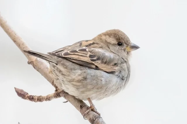 Учёных волнует сокращение одного вида воробьёв