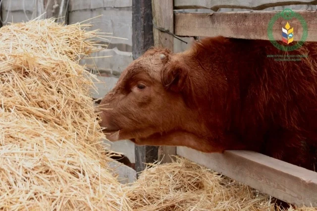 Корова мясной калмыцкой породы – гордость республики.