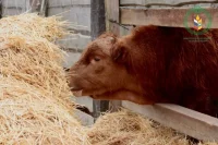 Корова мясной калмыцкой породы – гордость республики.