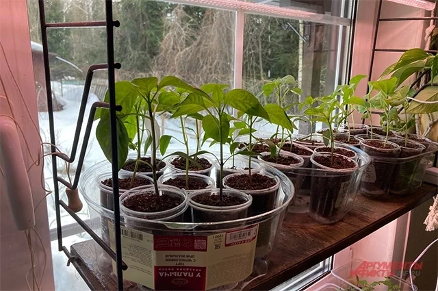 Перец крайне чувствителен к пересадке и долго адаптируется, поэтому крепкая, хорошо сформированная рассада — залог нормального урожая.