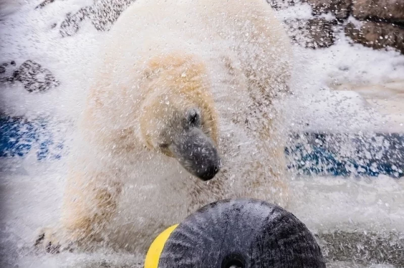 После купания обязательно нужно стряхнуть с шерстки всю воду.