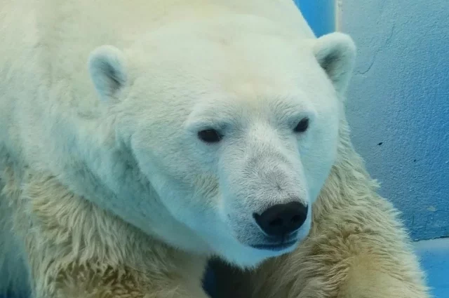 Белый медведь Седов