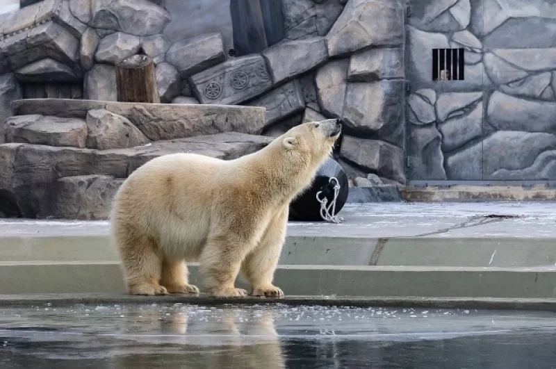 Годом позже к медведям присоединилась Марфа — она искала пропитание на свалках Норильска, неправильная пища испортила пищеварение хищницы. Ее вылечили ветеринары.