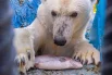 Медведей угощают свежей рыбой.