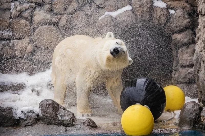 Не зря на латыни они называются Ursus maritimus, что дословно переводится как «медведь морской».