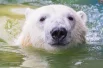 Для белых медведей вода — это счастье.