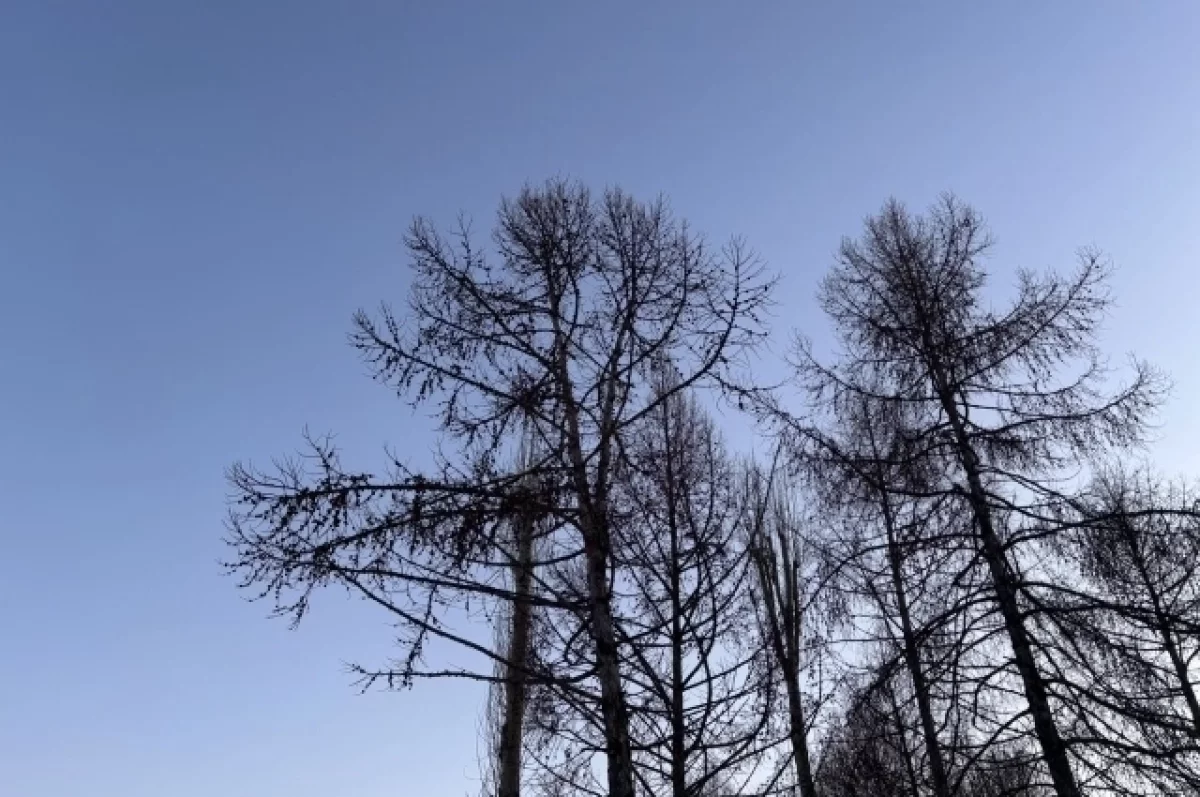 Над Брянской областью уничтожили БПЛА днем 1 марта