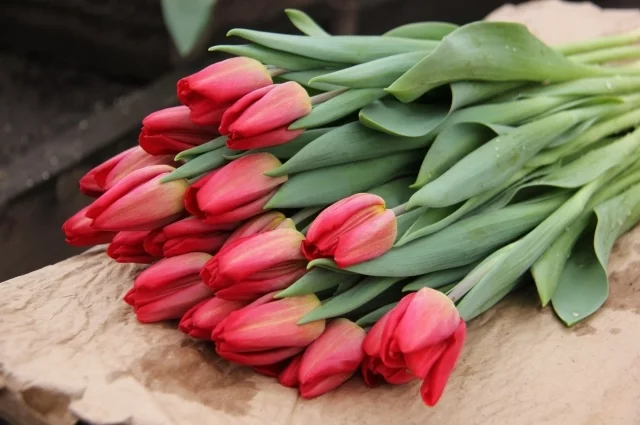 Главные 8-мартовские цветы - тюльпаны - обожают холод