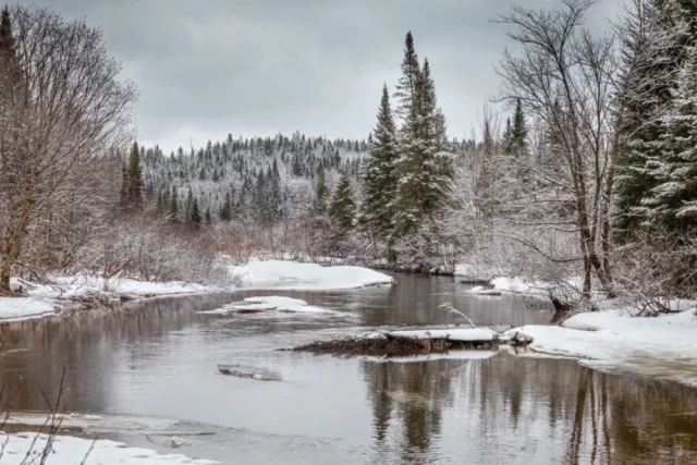 Самый главный вопрос лесной отрасли еще только предстоит решить.