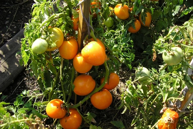 Золотое сердце.