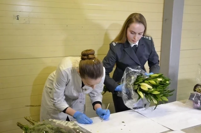 Сотрудники Россельхознадзора скрупулёзно проверяют каждое растение на наличие насекомых-вредителей и заболевания.