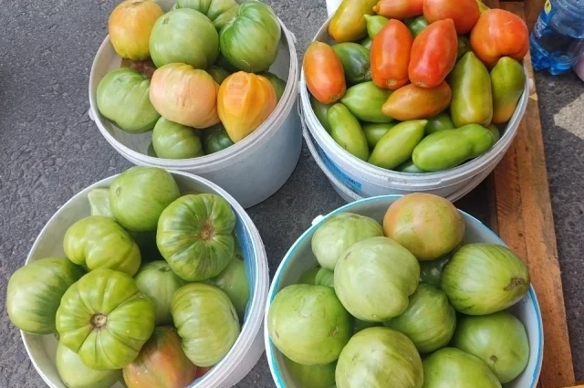 Правильный выбор сорта очень важен