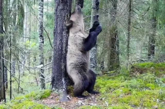 В дикой природе медведи сгущёнки не едят, поэтому она может сильно навредить им.