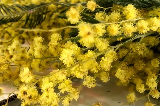 Юолее 20 видов карантинных вредителей можно найти в срезанных цветах.