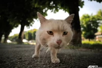 Подписчики предположили, что кот умер от кальцивироза - иного вируного заболевания, которое людям не передаётся, но реальная причина смерти не установлена, поэтому не исключается риск передачи бешенства.