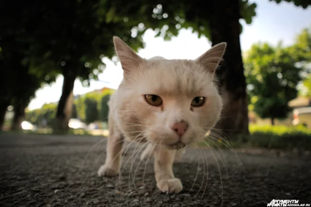 Подписчики предположили, что кот умер от кальцивироза - иного вируного заболевания, которое людям не передаётся, но реальная причина смерти не установлена, поэтому не исключается риск передачи бешенства.